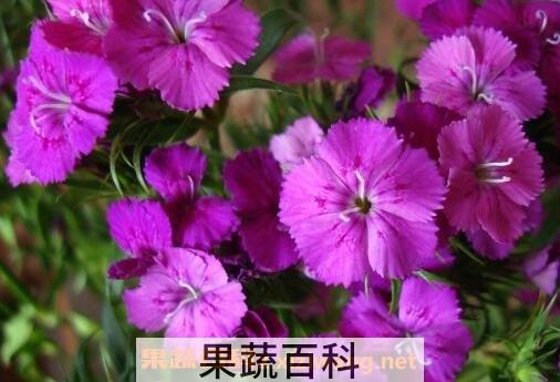 石竹梅图片 石竹梅的种植方法和注意事项