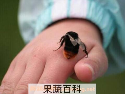 被蜜蜂蛰了怎么处理