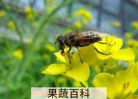 被蜜蜂蛰了怎么处理