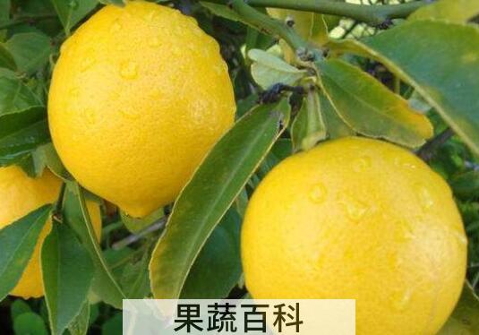 香柠檬和柠檬的区别 柠檬的功效与作用