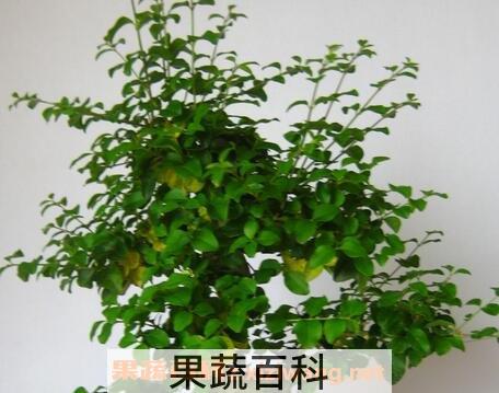 山指甲盆景的养殖方法和注意事项