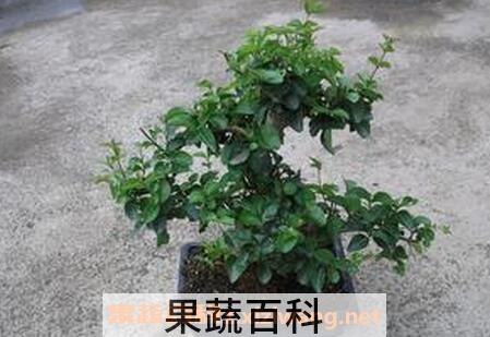 山指甲盆景的养殖方法和注意事项