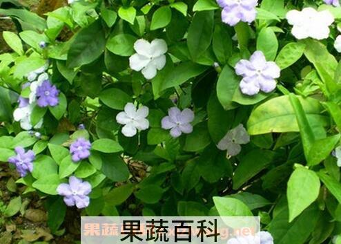 双色茉莉的养殖方法和注意事项