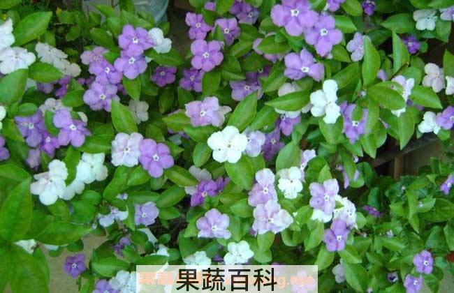 双色茉莉