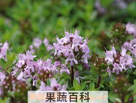 百里香的养殖方法和注意事项