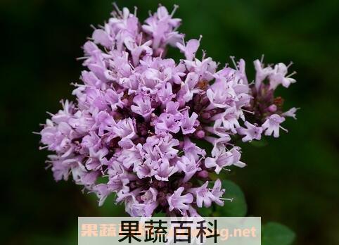 百里香图片 百里香的养殖方法和注意事项