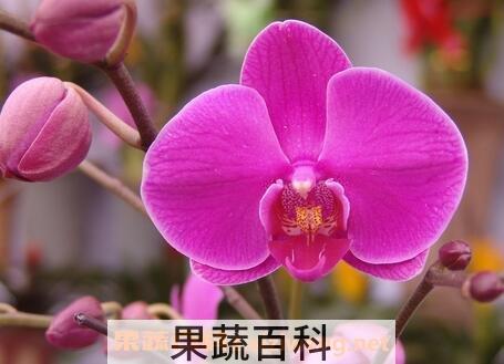 蝴蝶兰图片 蝴蝶兰的养殖方法和注意事项