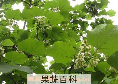 梓树的养殖方法和注意事项