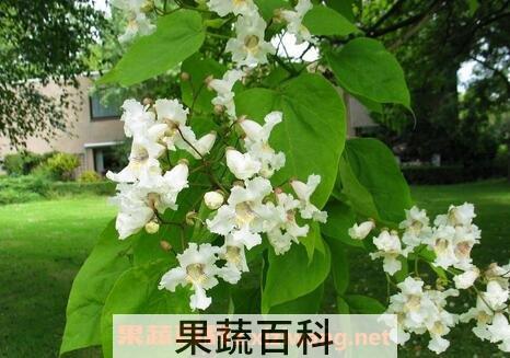 梓树的养殖方法和注意事项