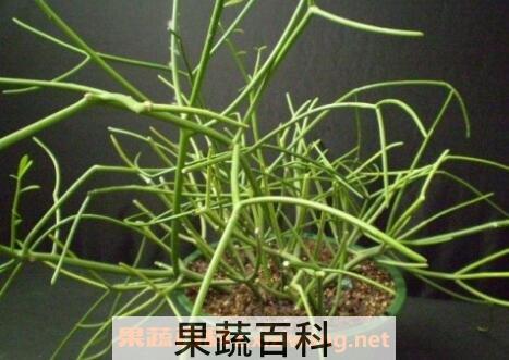 绿玉树的功效与作用