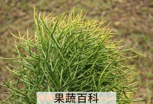 绿玉树的功效与作用