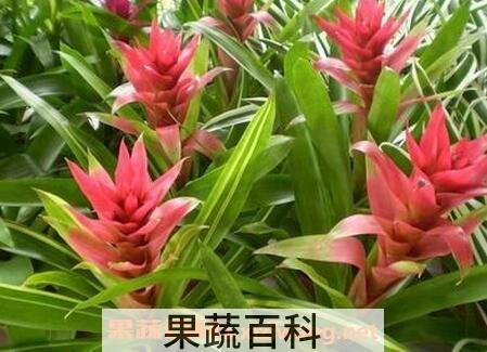丹尼斯花的功效与作用 丹尼斯花的药用价值
