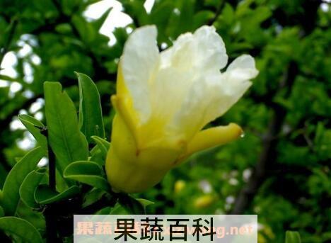 白花石榴树有什么功效