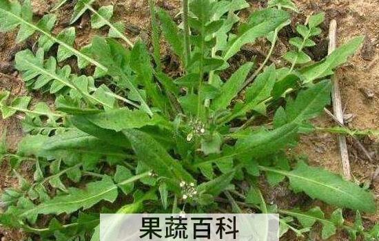 地米菜的功效与作用