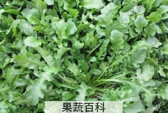 地米菜的功效与作用