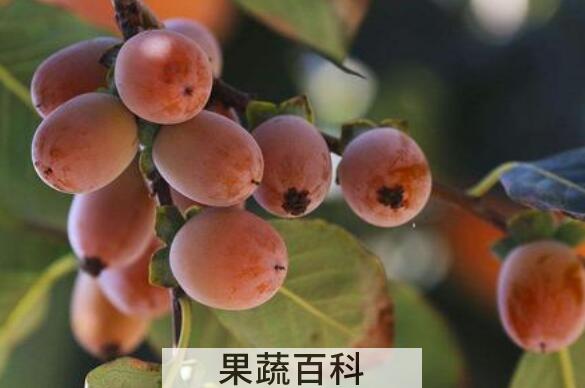 小柿子软枣的功效与作用