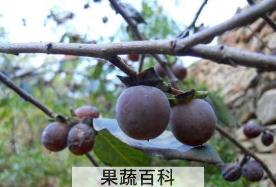小柿子软枣的功效与作用