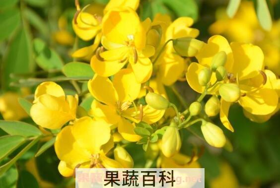 金露梅的功效与作用与食用禁忌