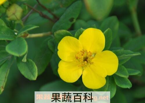 金露梅的功效与作用与食用禁忌