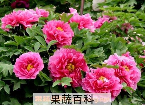 花开的最好看的植物 什么花最好看