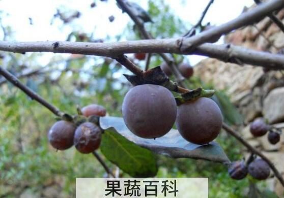 黑柿枣的功效与作用