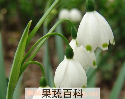 夏雪片莲的作用与养殖方法