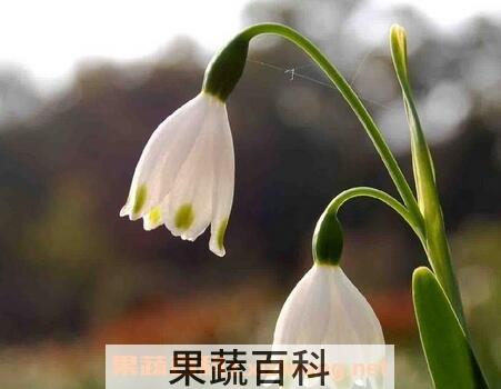 夏雪片莲的作用与养殖方法