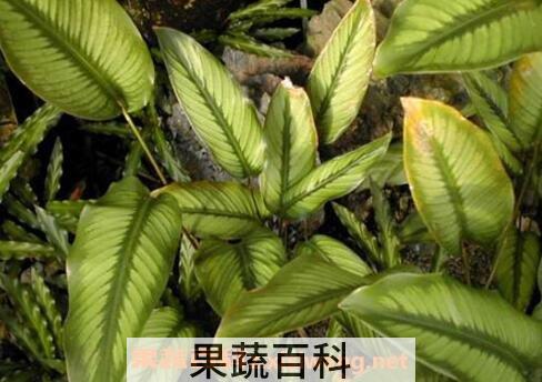 肖竹芋长虫怎么办
