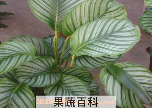肖竹芋长虫怎么办