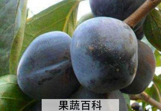 野生黑柿子功效与作用