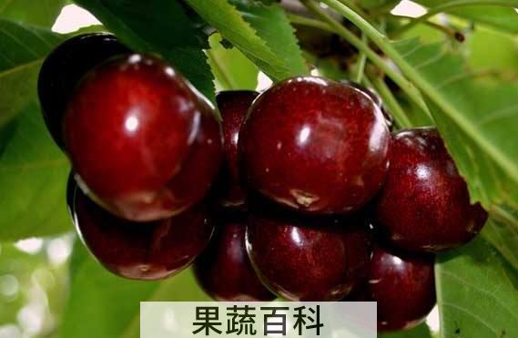 车厘子每天吃多少合适 车厘子吃多少会中毒