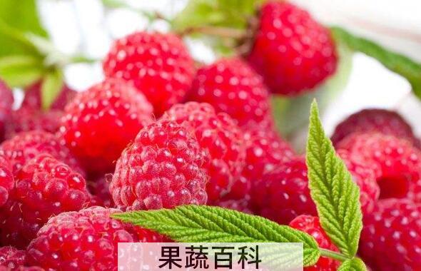 覆盆子茶的功效与作用