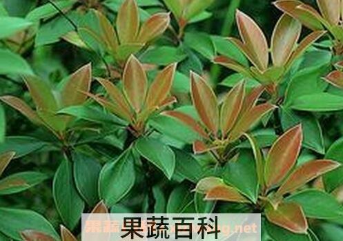 厚皮香花的功效与作用