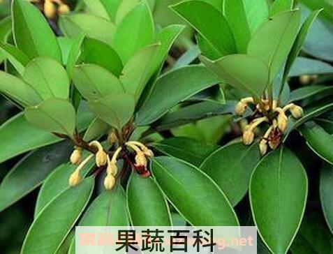 厚皮香花的功效与作用