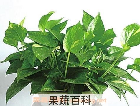 最适合家中养的十大植物