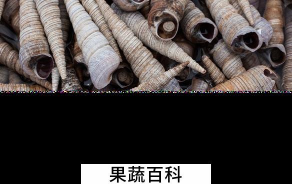 果蔬百科锥螺的功效与作用