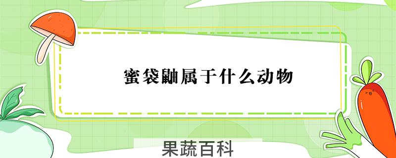 蜜袋鼬属于什么动物