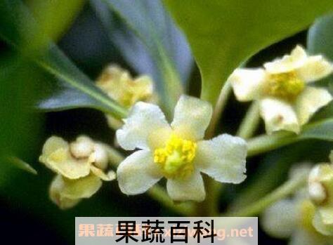 如何养厚皮香花 厚皮香花的养殖方法教程