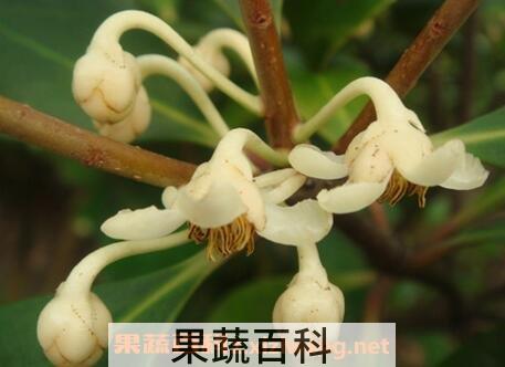 如何养厚皮香花 厚皮香花的养殖方法教程