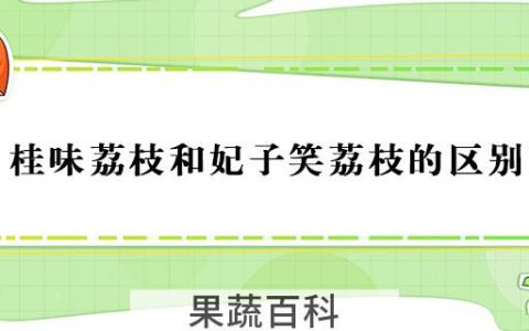 桂味荔枝和妃子笑荔枝的区别