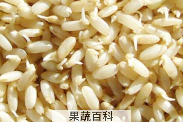 糙米芽的功效与作用