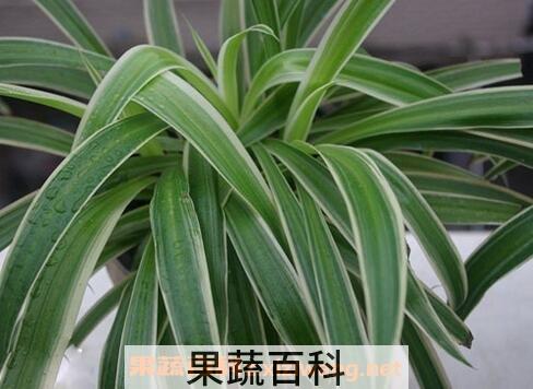 大叶吊兰养殖方法和注意事项