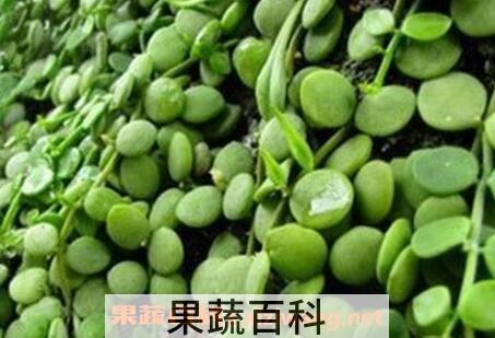 眼树莲的作用