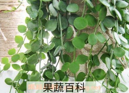 眼树莲的作用