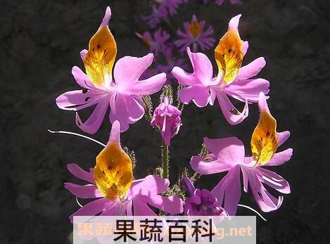 蛾蝶花有什么好处