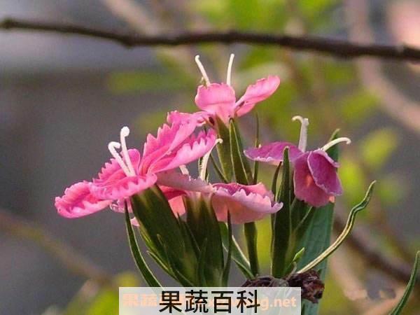 蛾蝶花
