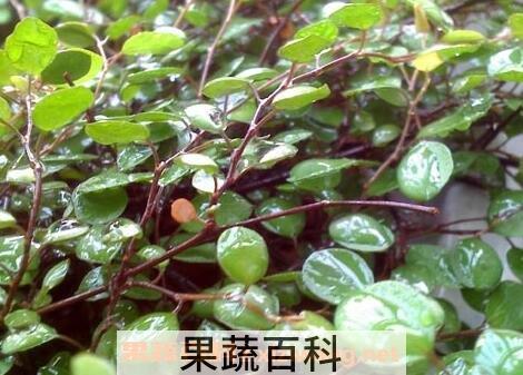 千叶花的功效与作用