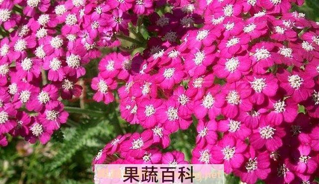 千叶花