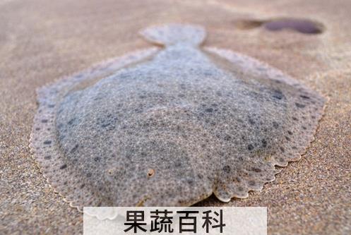 果蔬百科大菱鲆图片 大菱鲆怎么做好吃