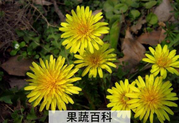 蒲公英花的功效与作用及食用方法